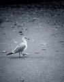 Seagull II