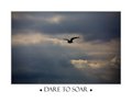 Dare to Soar