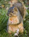 Squirrel I