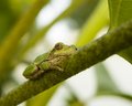 Tree Frog on Sunflower Stem