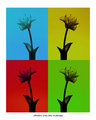Aventures d'une fleur en plastique (Adventures of a Plastic Flower)