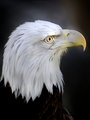 American Bald Eagle