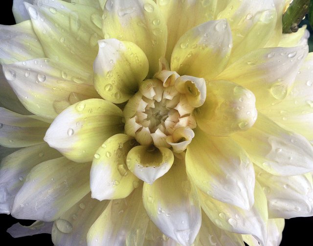 Dahlia