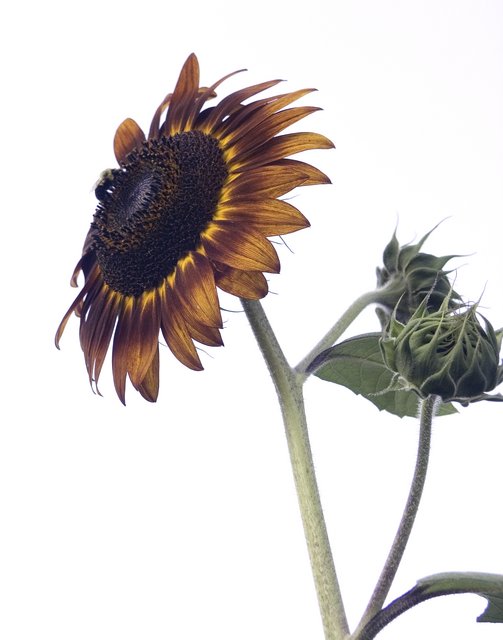 Sunflower with Bee