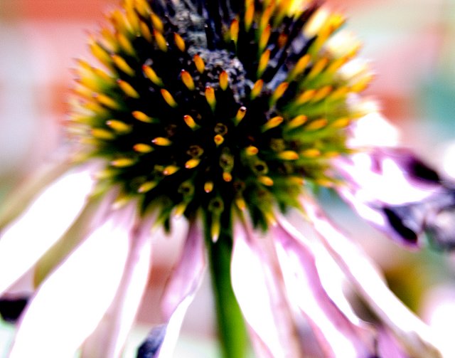 Cone Flower