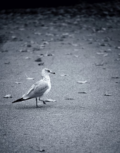 Seagull II