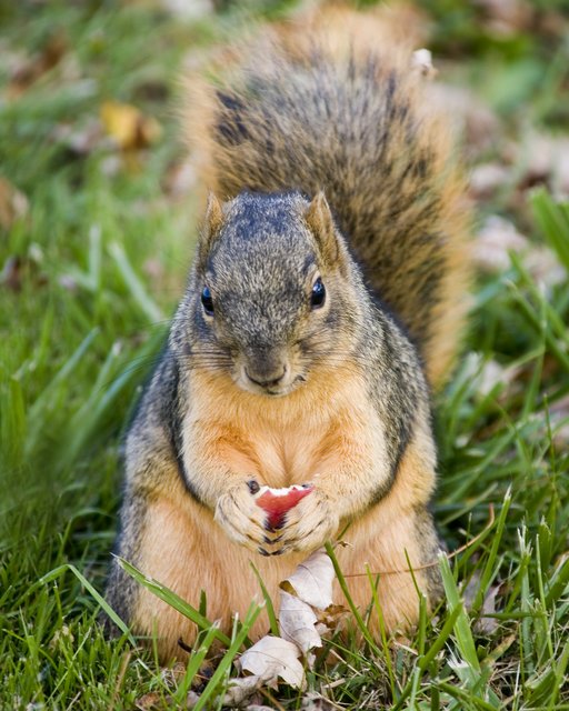 Squirrel II