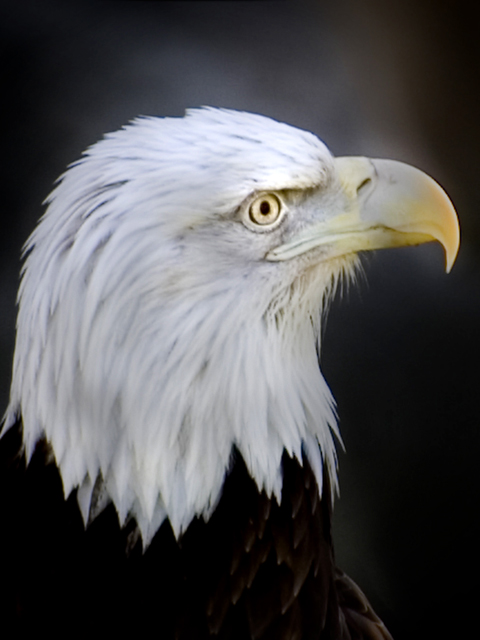 American Bald Eagle
