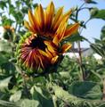 Blackwell Rd sunflowers 030 LGV.jpg