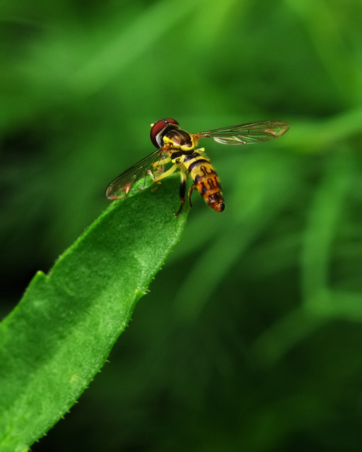 Macro-_132_filtered.jpg