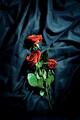 Red roses