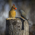 Northern Cardinal and a Tufted Titmouse 