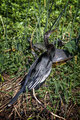 Anhinga with Turtles