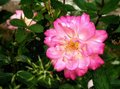IMG_1656522996060