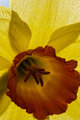 078:365 daff delight