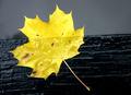 autumn gold.jpg