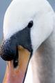 swan1.jpg