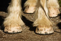 smartly shod