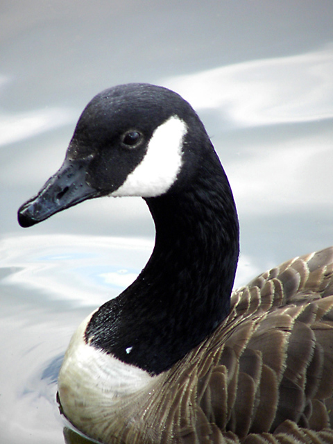 goose study1.jpg