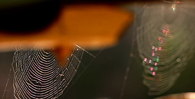 webs.jpg