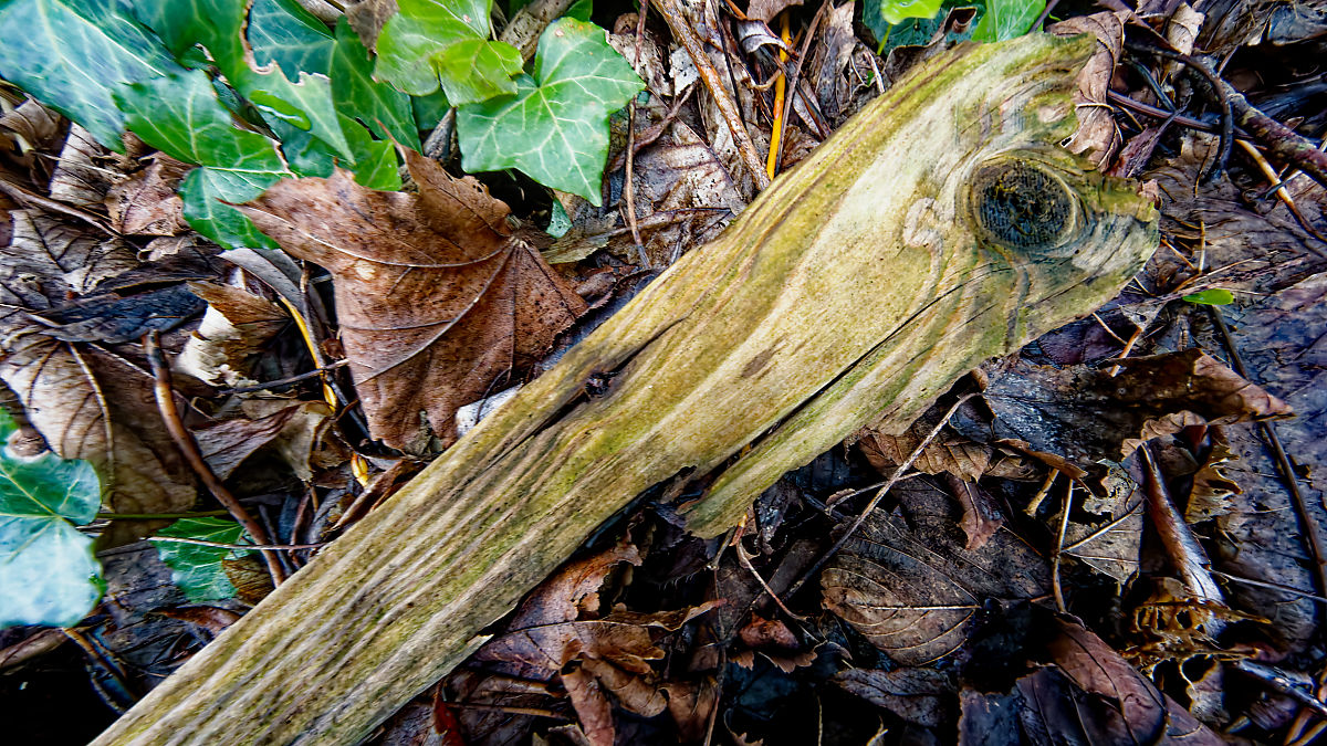 033/365 leaf litter