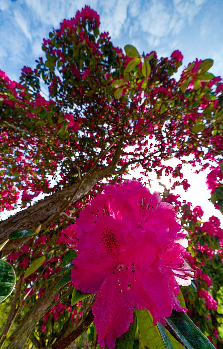 127:365 blooming marvellous