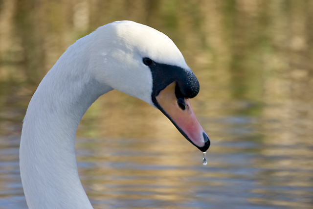 swan2.jpg