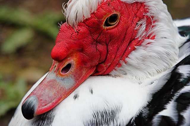 muscovy1.jpg