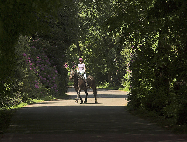 Trotting (naturally framed)