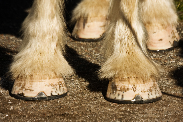 smartly shod