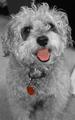 watson