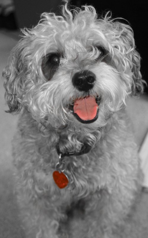 watson