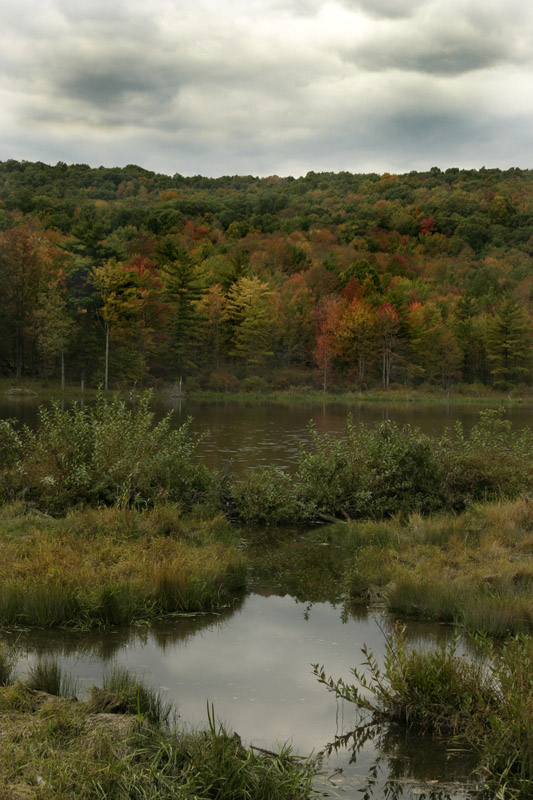 Fall Colors