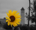 Sunflower on the Plains
