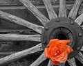 DSCF0233.jpg