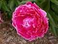 Pink Flower.jpg