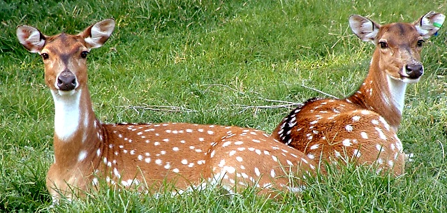 2005_0717_071231AA_dpc.JPG