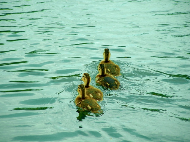 Dscf0082_dpc.jpg