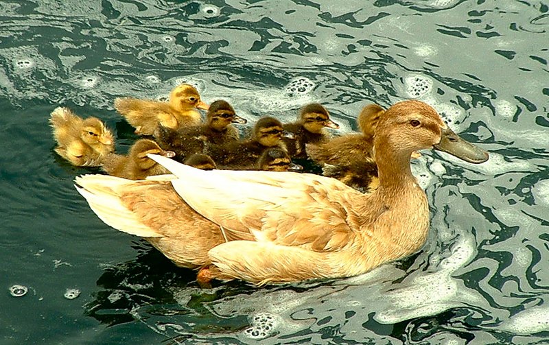 havasu ducks.jpg