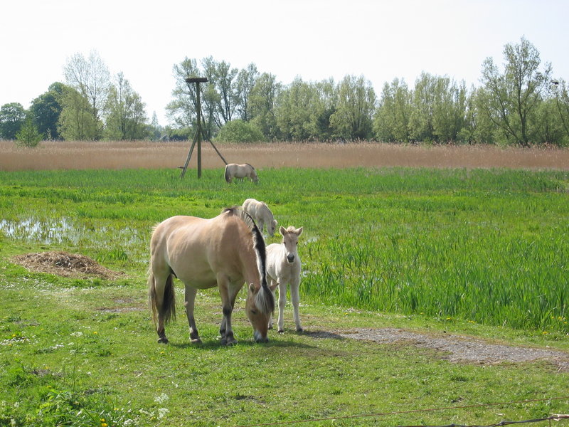 Horses