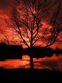 Red Tree