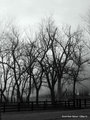 Foggy Morning