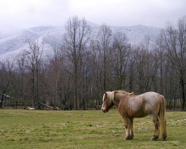 Horse