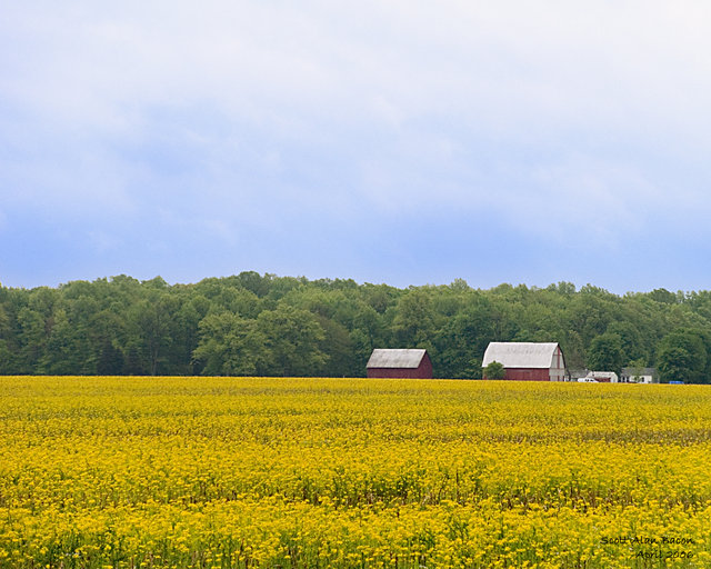 Field of Yellow