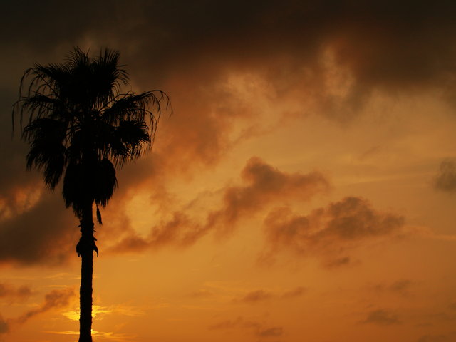 Palm tree.jpg