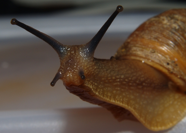 snail1.JPG
