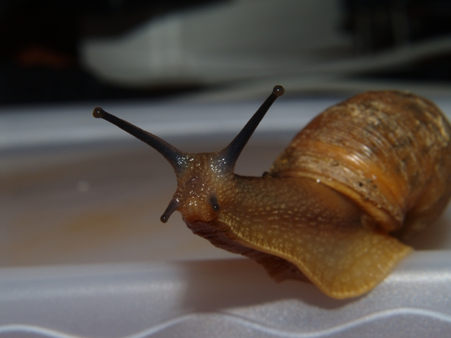 snail.JPG