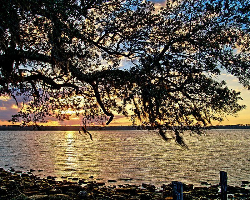 Spanish Moss