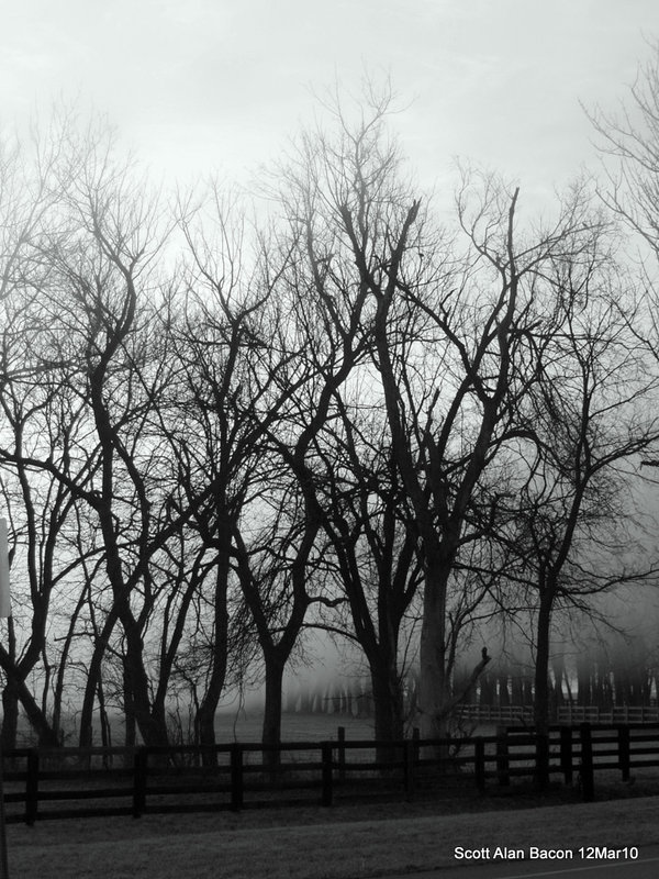 Foggy Morning