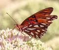 Butterfly-change.jpg